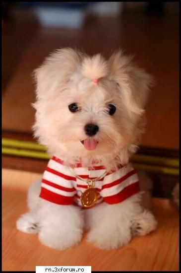 poze useri..!!! partea bear zici bear...? punem bataie?