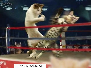 poze funny boxing.... <DJ's Dance Department>