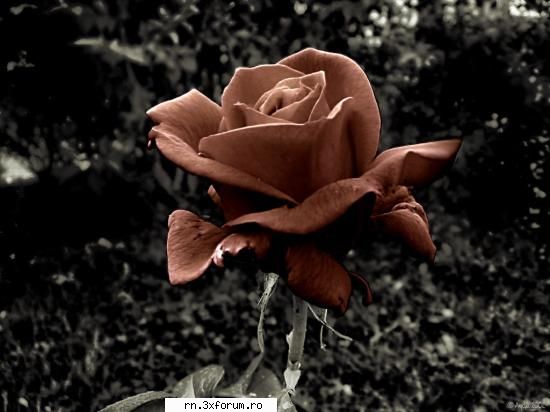 top new loveyaall ,&nbsp; viata merita traita !!!!!! akum ani shi cateva zile descoperit distractia