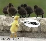 admine pice raiul pamant !!...strig pana imi crapa capu faceti urc voi ba... dracu!!