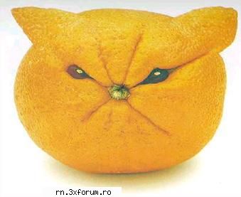 POZE FUNNY :D - Voltzi - Fii nebun ...