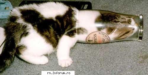 POZE FUNNY :D - Voltzi - Fii nebun ...