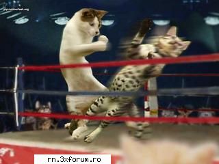 POZE FUNNY :D - j2j - Fii nebun ...