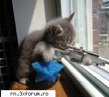 POZE FUNNY :D - loaded cat...watch out - Fii nebun ...