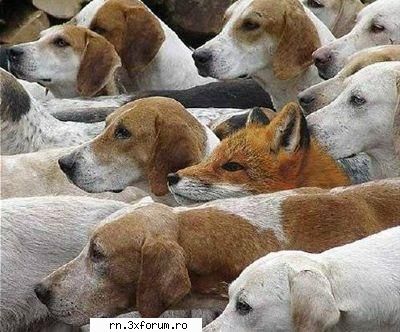 POZE FUNNY :D - -vlad- - Fii nebun ...