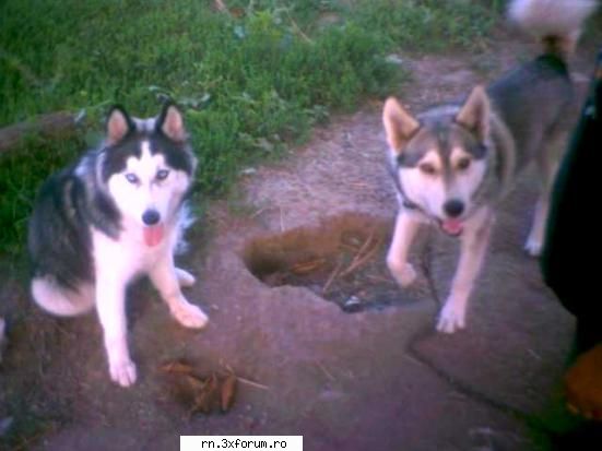 :* :* :* :* :rotfl:  :rotfl: ala legar=t era malamutul meu cand era slab( 40kg) aq e imens ( cam