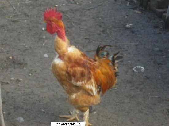POZE cu si de la USERI..!!! - Partea I - Ce sa fac Tibi facusem focul si urma sa tai curca - P o z e