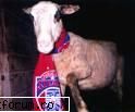 steaua pana moarte steaua pana moarte!!!!